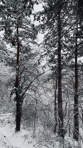Preview wallpaper forest, snow, trees, winter