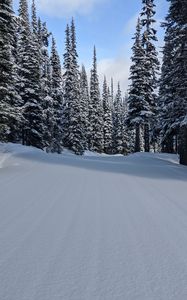 Preview wallpaper forest, snow, trees, pines, winter, nature