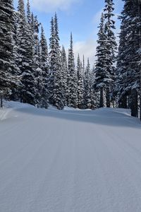 Preview wallpaper forest, snow, trees, pines, winter, nature