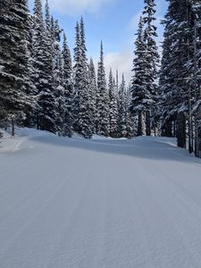 Preview wallpaper forest, snow, trees, pines, winter, nature