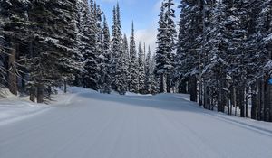 Preview wallpaper forest, snow, trees, pines, winter, nature