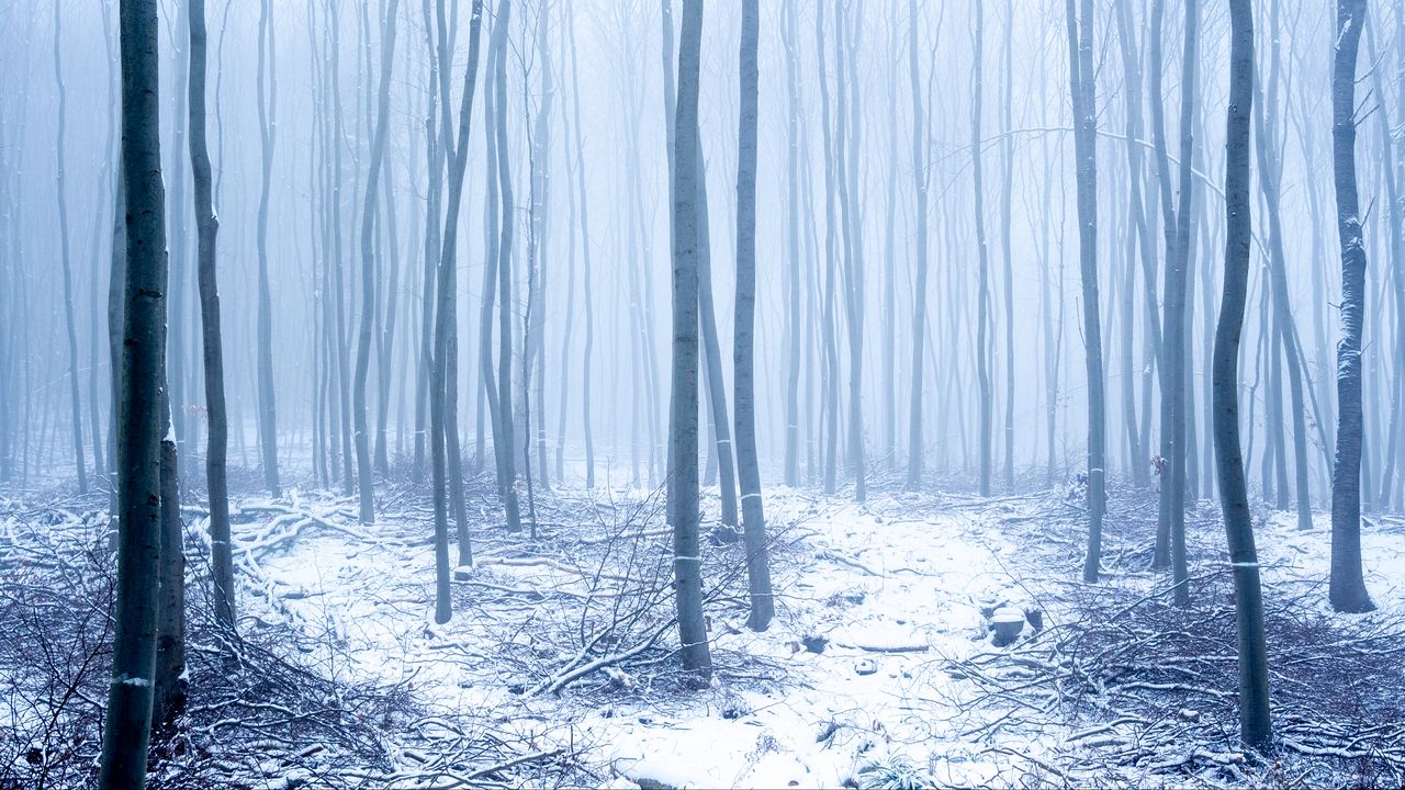 Wallpaper forest, snow, trees, trunks, winter, fog