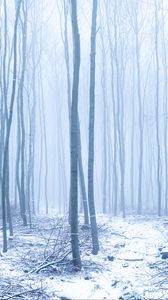 Preview wallpaper forest, snow, trees, trunks, winter, fog