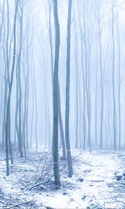 Preview wallpaper forest, snow, trees, trunks, winter, fog