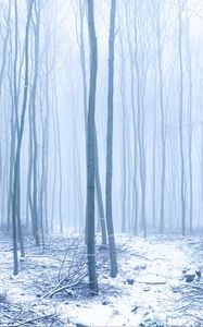 Preview wallpaper forest, snow, trees, trunks, winter, fog
