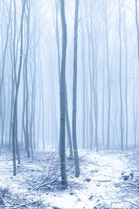 Preview wallpaper forest, snow, trees, trunks, winter, fog