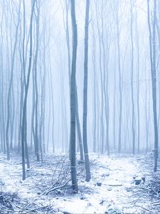 Preview wallpaper forest, snow, trees, trunks, winter, fog