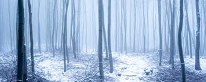 Preview wallpaper forest, snow, trees, trunks, winter, fog