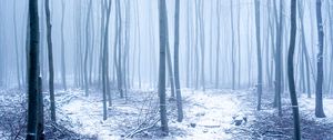 Preview wallpaper forest, snow, trees, trunks, winter, fog