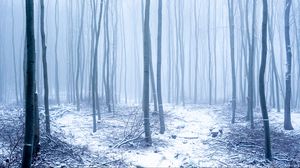 Preview wallpaper forest, snow, trees, trunks, winter, fog