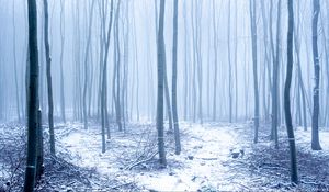 Preview wallpaper forest, snow, trees, trunks, winter, fog