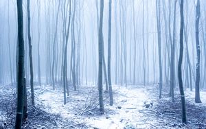 Preview wallpaper forest, snow, trees, trunks, winter, fog