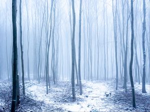Preview wallpaper forest, snow, trees, trunks, winter, fog