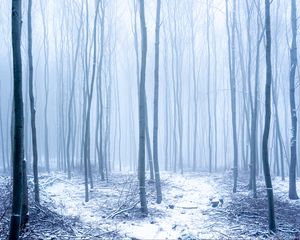 Preview wallpaper forest, snow, trees, trunks, winter, fog