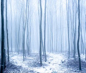 Preview wallpaper forest, snow, trees, trunks, winter, fog