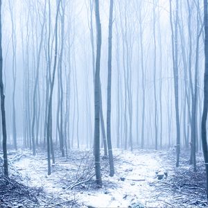 Preview wallpaper forest, snow, trees, trunks, winter, fog