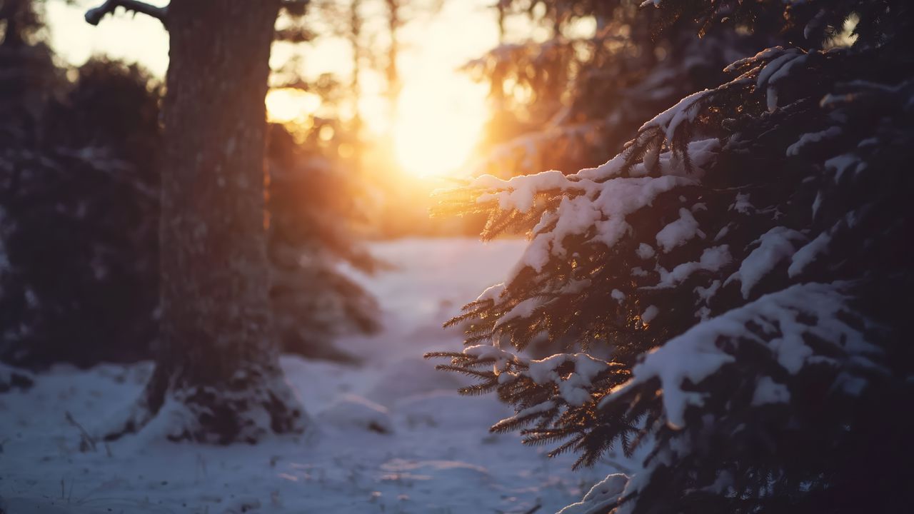 Wallpaper forest, snow, winter, spruce