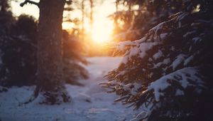 Preview wallpaper forest, snow, winter, spruce