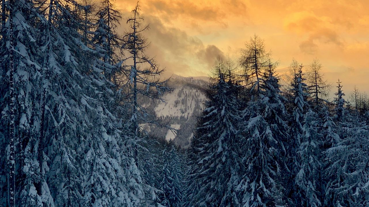 Wallpaper forest, snow, winter, sunset, winter landscape