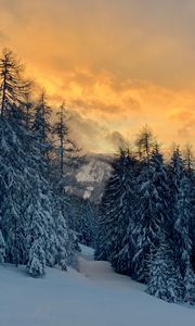 Preview wallpaper forest, snow, winter, sunset, winter landscape