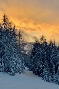 Preview wallpaper forest, snow, winter, sunset, winter landscape