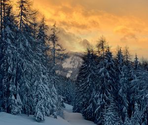 Preview wallpaper forest, snow, winter, sunset, winter landscape