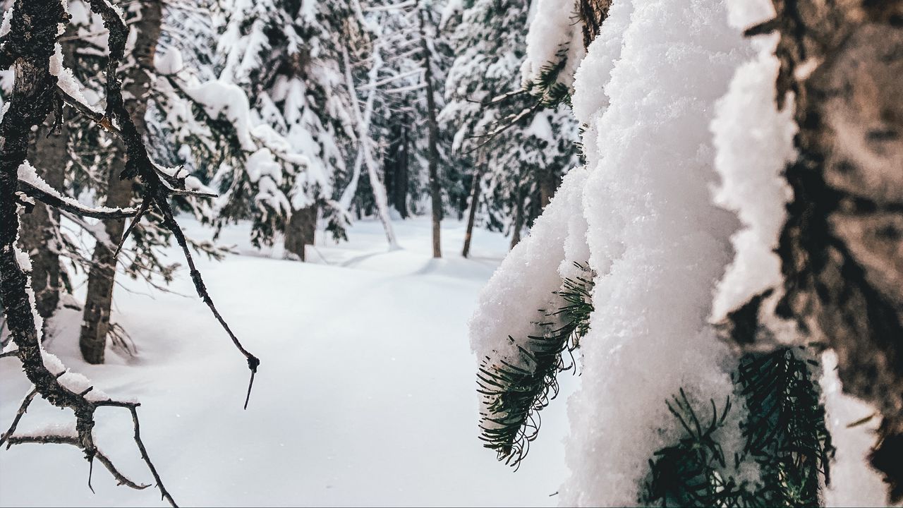 Wallpaper forest, snow, winter, trees, conifer