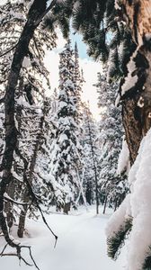 Preview wallpaper forest, snow, winter, trees, conifer