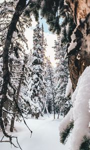 Preview wallpaper forest, snow, winter, trees, conifer