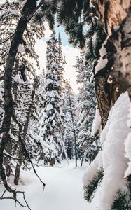 Preview wallpaper forest, snow, winter, trees, conifer