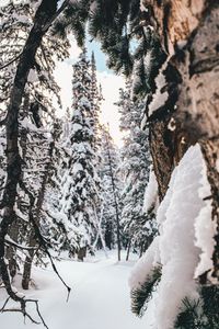 Preview wallpaper forest, snow, winter, trees, conifer