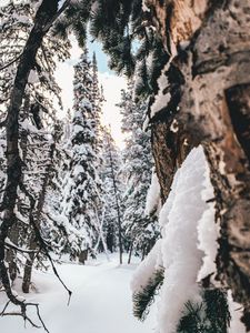 Preview wallpaper forest, snow, winter, trees, conifer