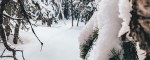 Preview wallpaper forest, snow, winter, trees, conifer