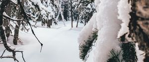 Preview wallpaper forest, snow, winter, trees, conifer