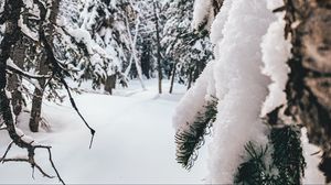 Preview wallpaper forest, snow, winter, trees, conifer