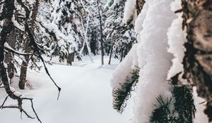 Preview wallpaper forest, snow, winter, trees, conifer