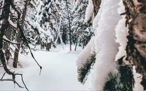 Preview wallpaper forest, snow, winter, trees, conifer