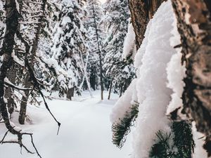 Preview wallpaper forest, snow, winter, trees, conifer