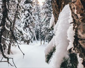 Preview wallpaper forest, snow, winter, trees, conifer