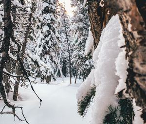 Preview wallpaper forest, snow, winter, trees, conifer