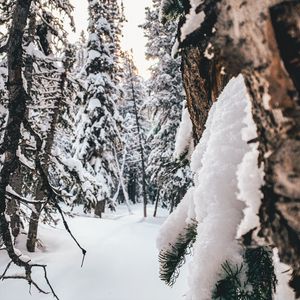 Preview wallpaper forest, snow, winter, trees, conifer