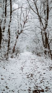 Preview wallpaper forest, snow, winter, path, trees