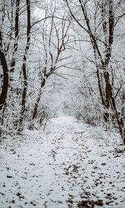 Preview wallpaper forest, snow, winter, path, trees