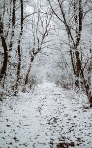 Preview wallpaper forest, snow, winter, path, trees