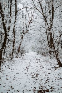 Preview wallpaper forest, snow, winter, path, trees