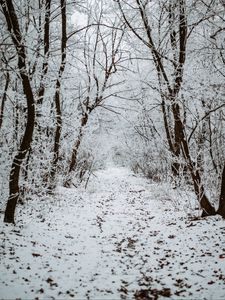 Preview wallpaper forest, snow, winter, path, trees