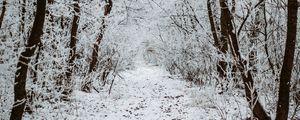 Preview wallpaper forest, snow, winter, path, trees