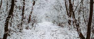 Preview wallpaper forest, snow, winter, path, trees