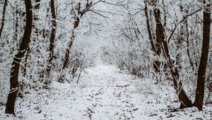 Preview wallpaper forest, snow, winter, path, trees