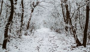 Preview wallpaper forest, snow, winter, path, trees
